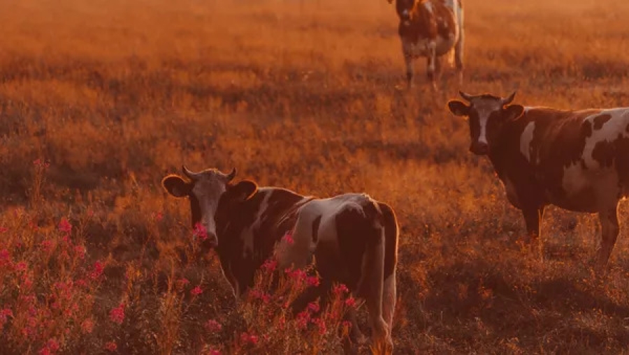 От сибирской язвы и ящура: вакцинация домашнего скота пройдет в Абхазии